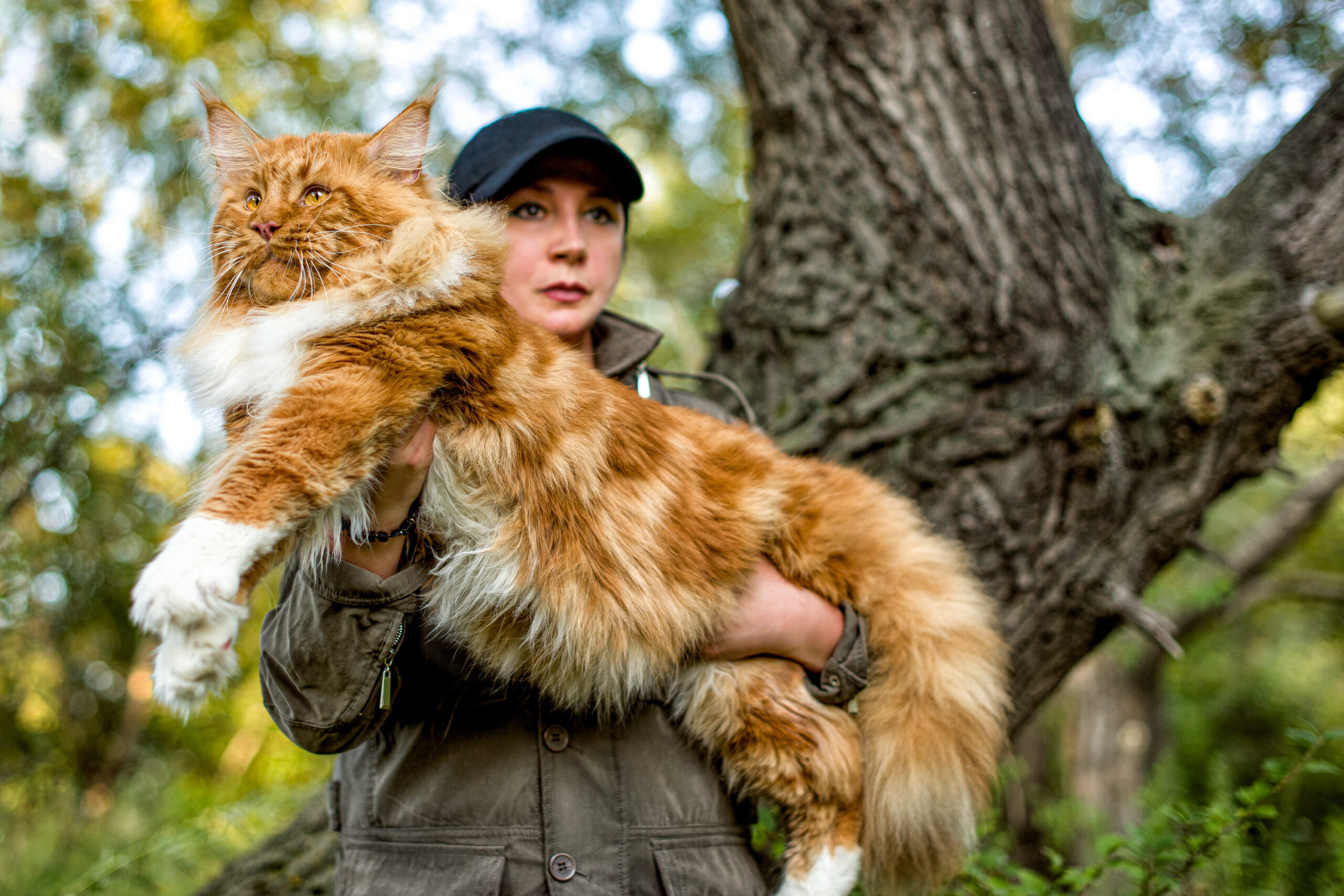 Giant cat in woman's arms outdoors